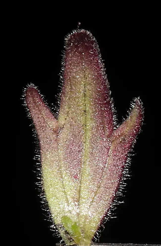 Castilleja Nubigena