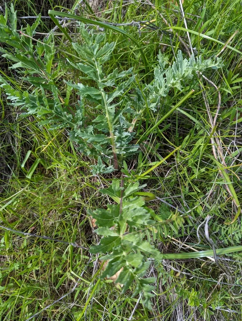 California Balsamroot