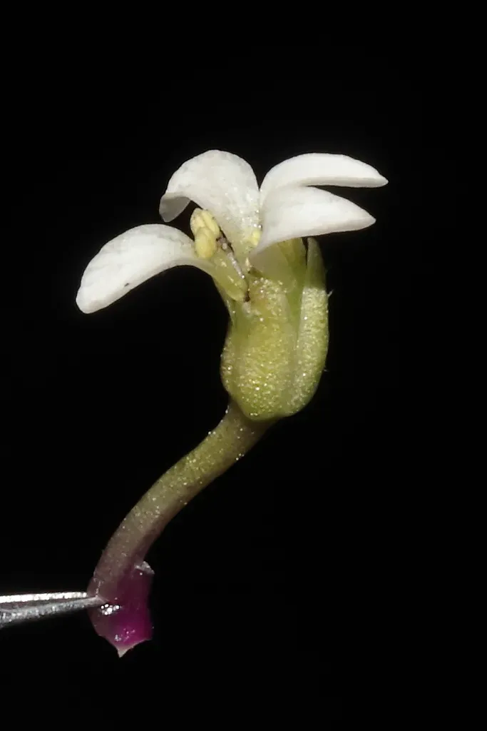 Weberbauera Rosulans