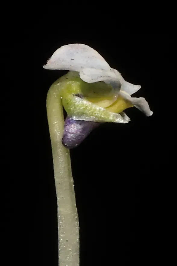 Viola Membranacea