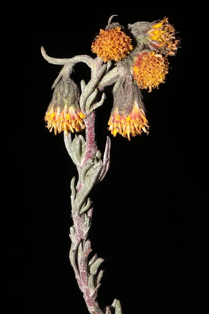 Senecio Adenophyllus