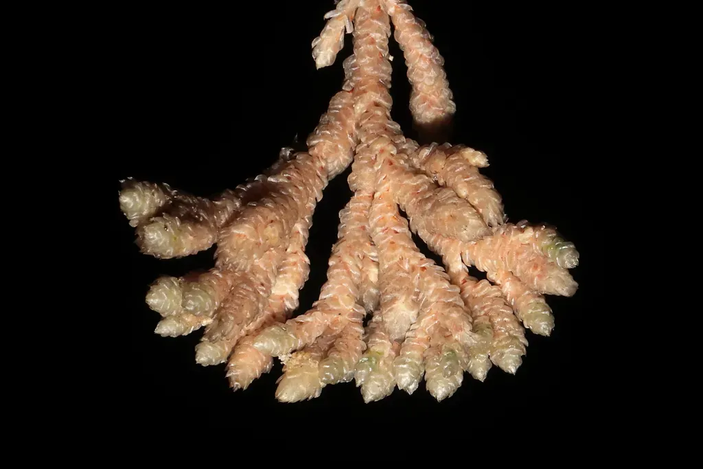 Pycnophyllum Huascaranum