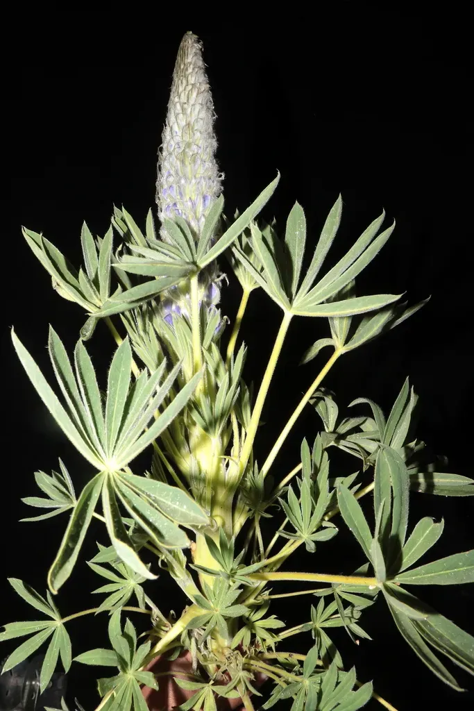 Lupinus Huaronensis
