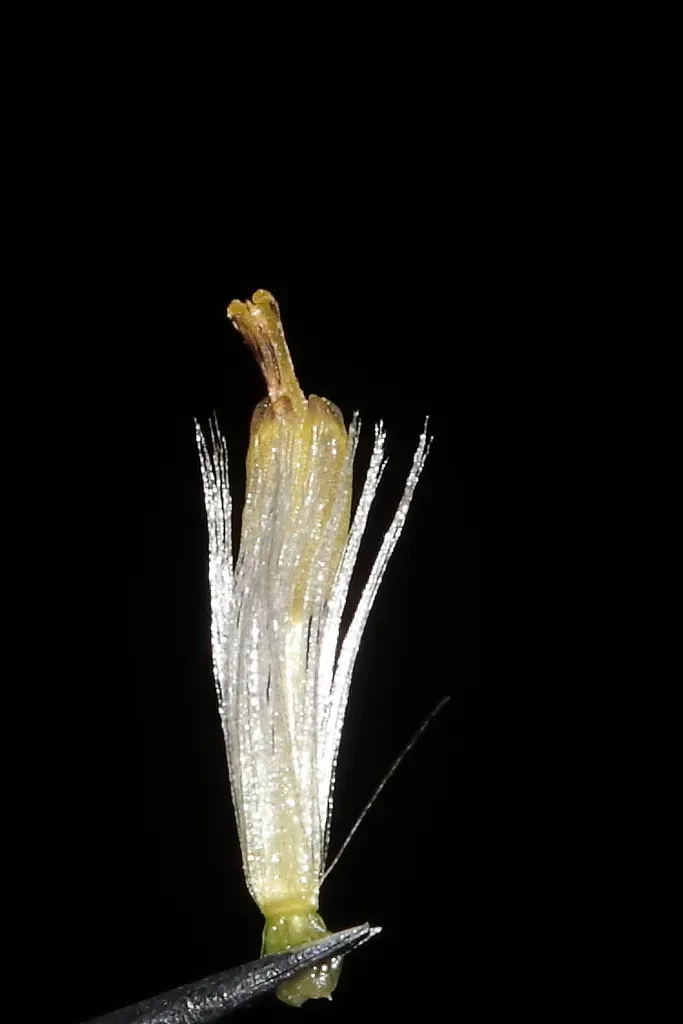 Senecio Comosus