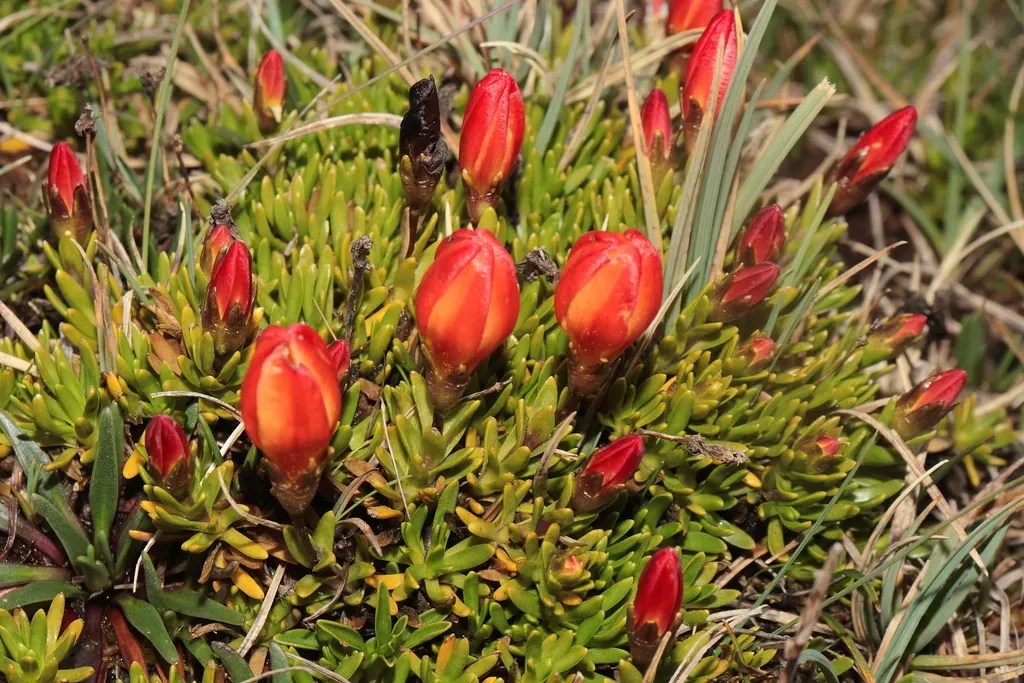 Gentianella Vaginalis