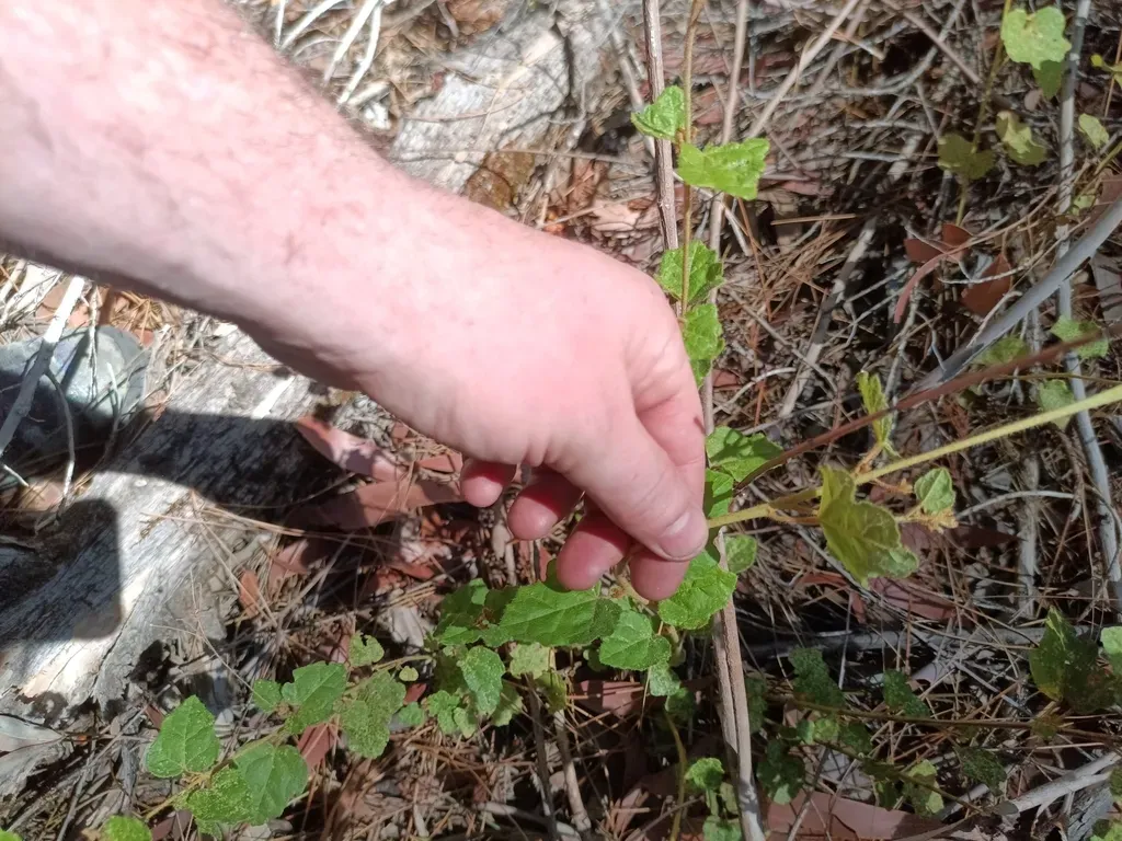 Lasiopetalum Floribundum