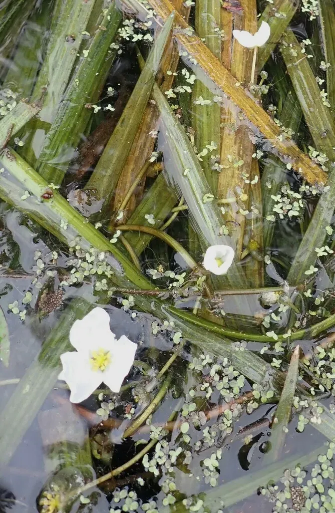 Strap-leaf Sagittaria
