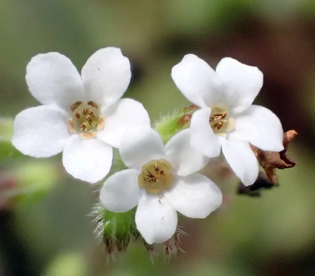 Myosotis Forsteri