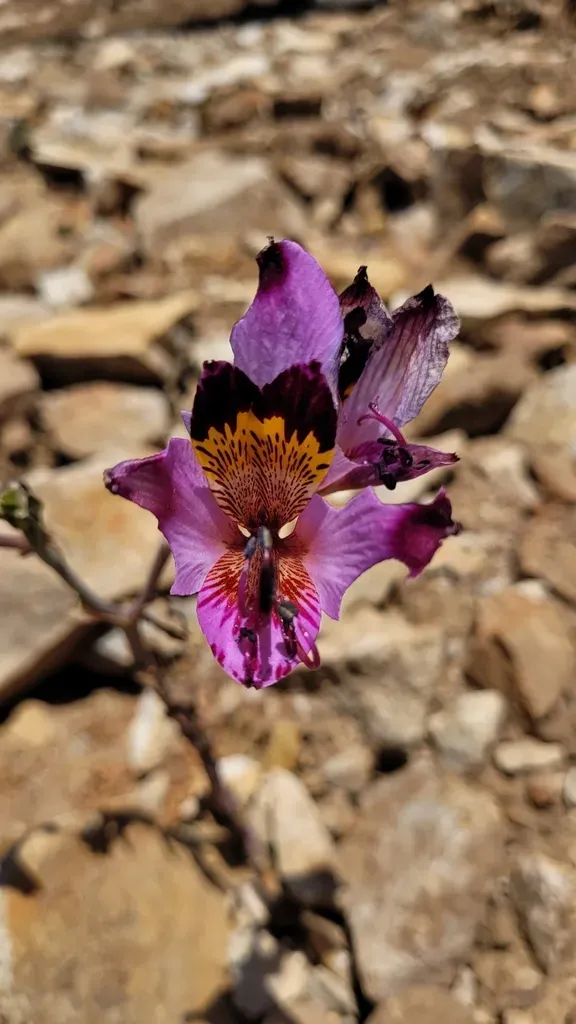 Alstroemeria Magnifica