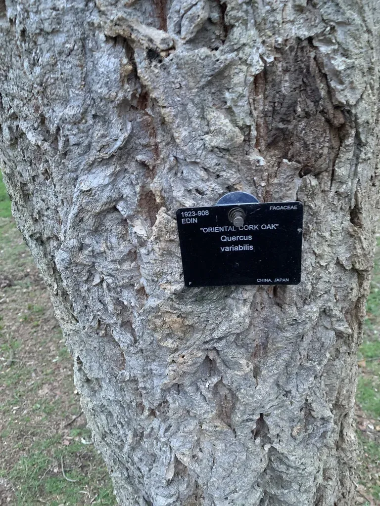 Chinese Cork Oak