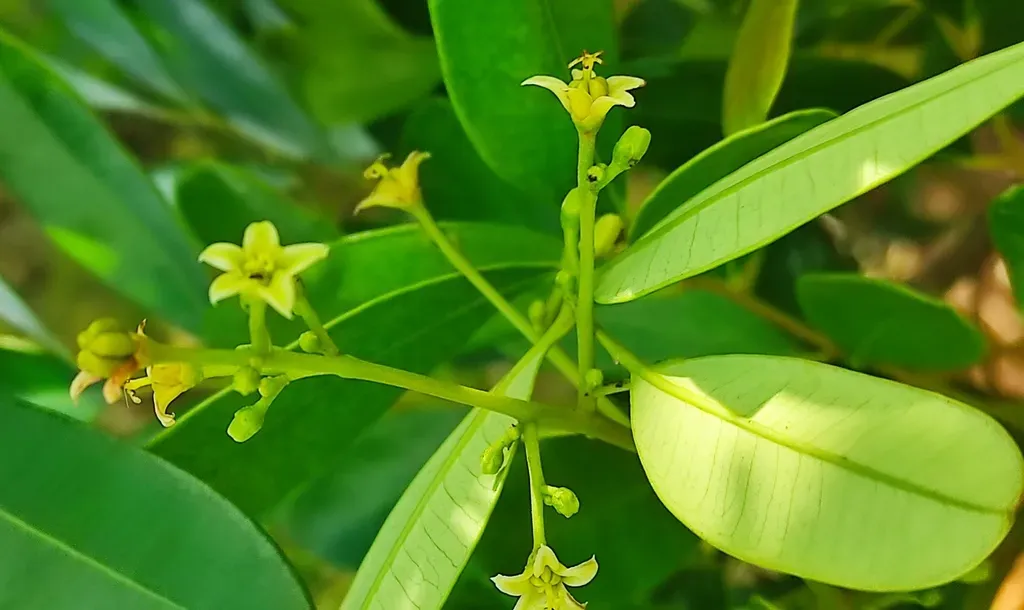 Simarouba Berteroana