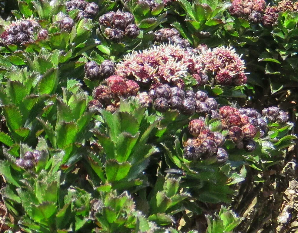 Baccharis Arbutifolia