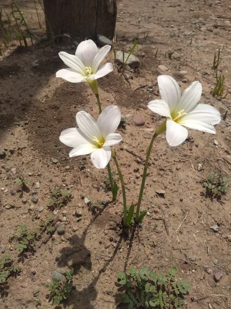 Habranthus Cardenasianus