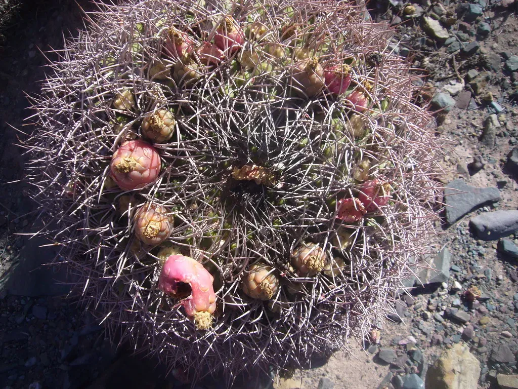 Gymnocalycium Saglionis