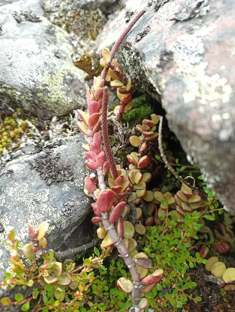 Peperomia Hartwegiana