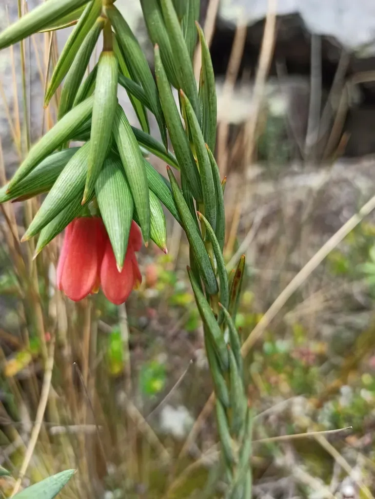 Bomarea Glaucescens