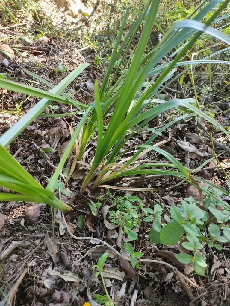 Carex Declinata