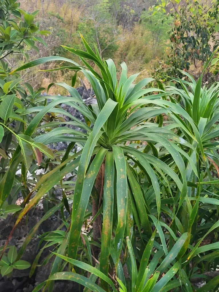 Dracaena Kaweesakii