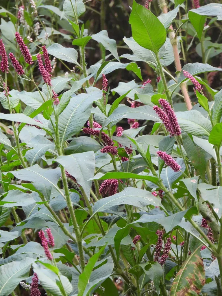 Persicaria Hispida