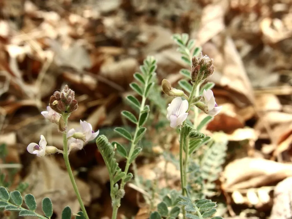 Copper Mine Milkvetch