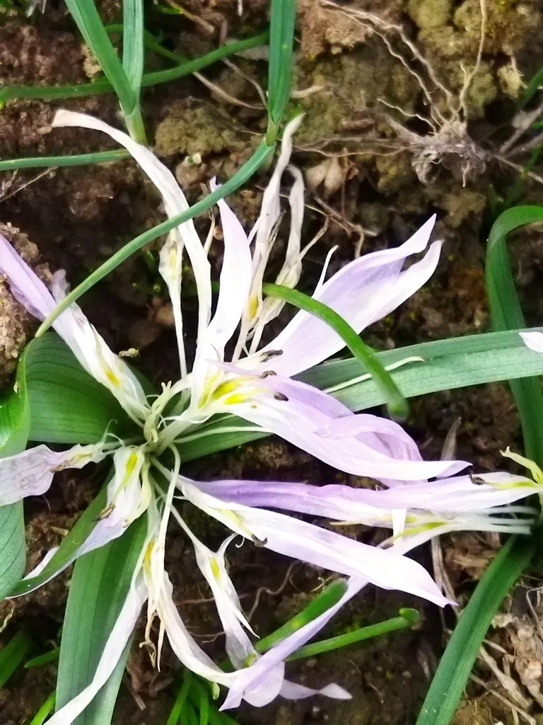 Colchicum Soboliferum