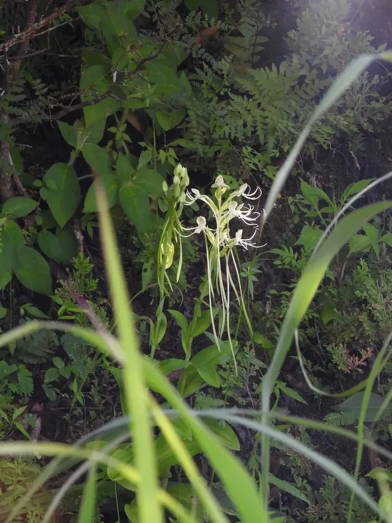 Long-horned Rein Orchid