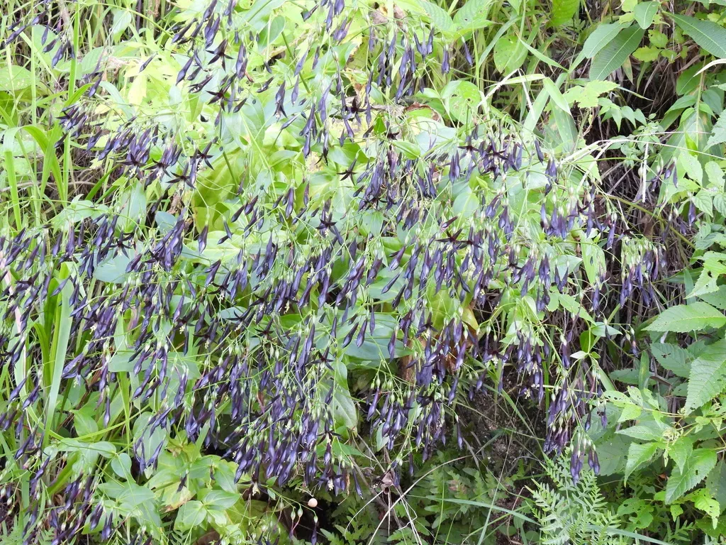 Lisianthius Nigrescens