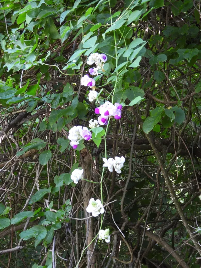 Ramirezella Penduliflora