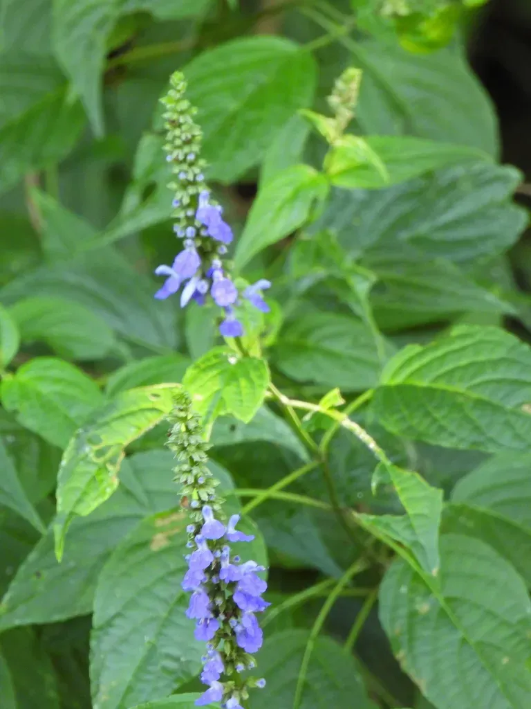Salvia Connivens