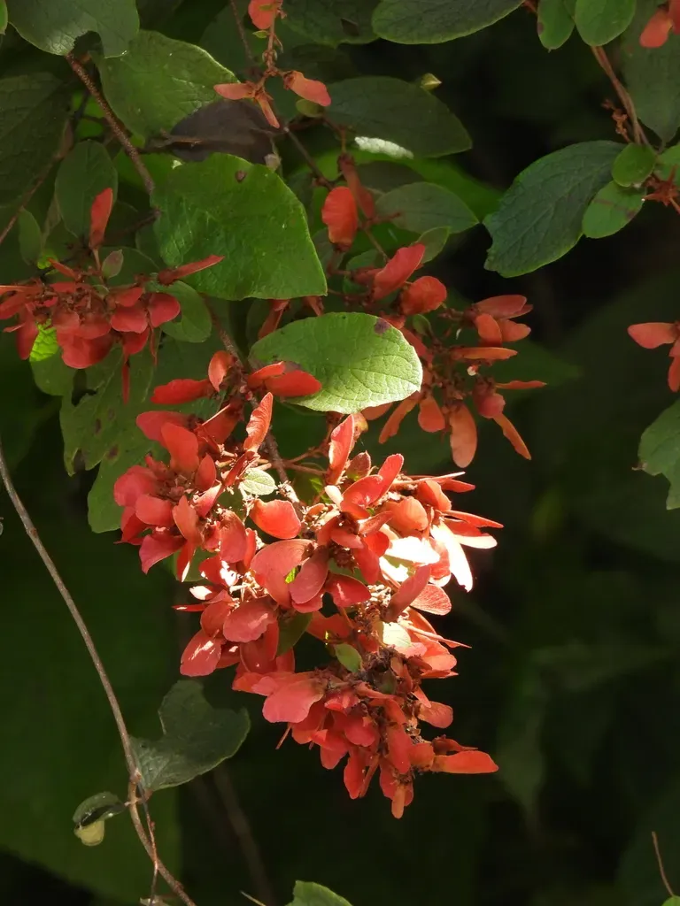 Heteropterys Brachiata