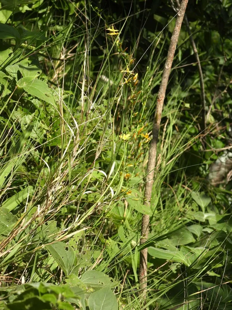 Echeandia Breedlovei