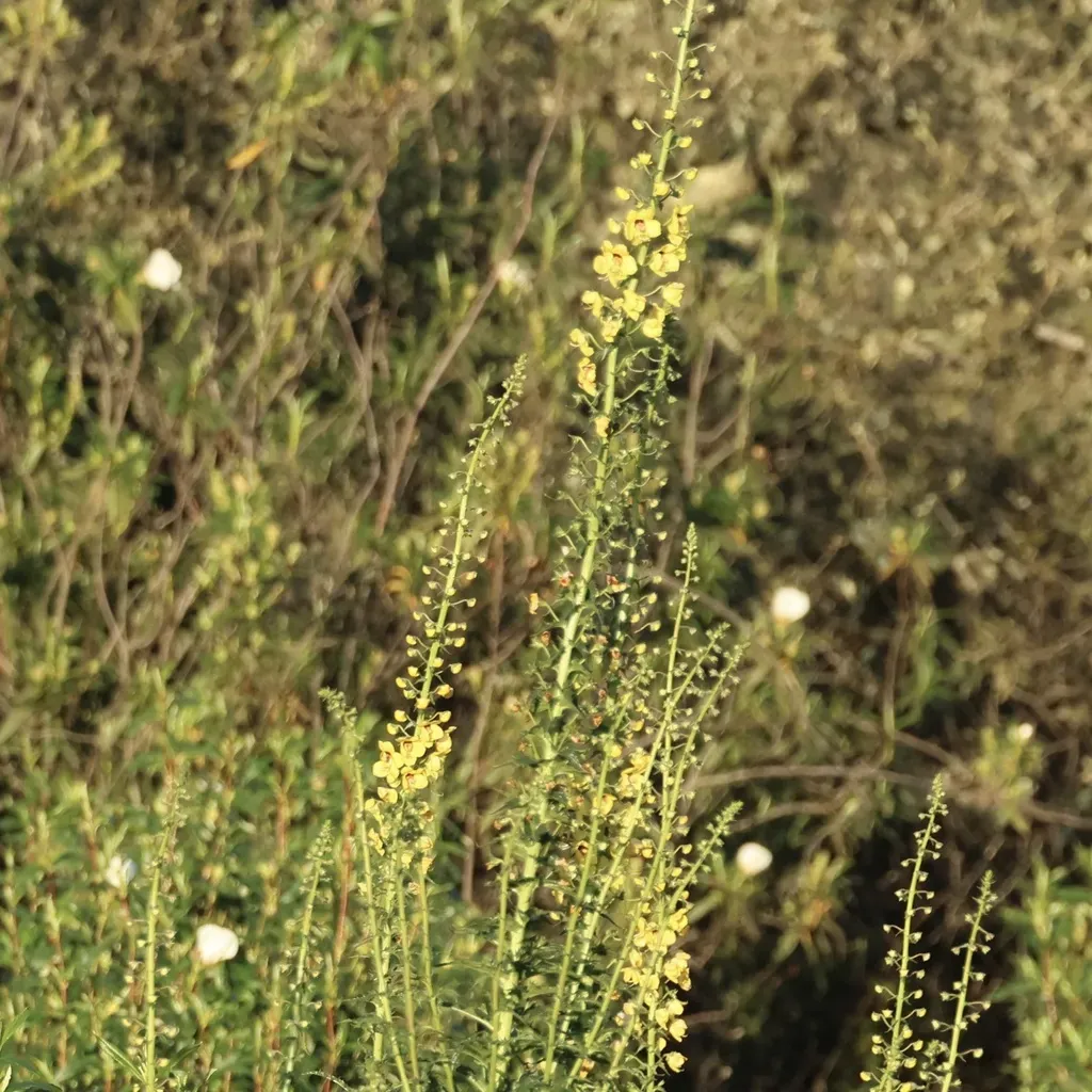 Verbascum Barnadesii