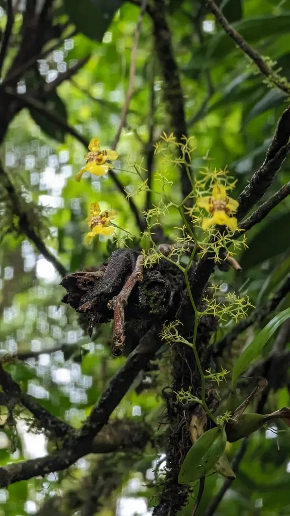 Oncidium Bryolophotum