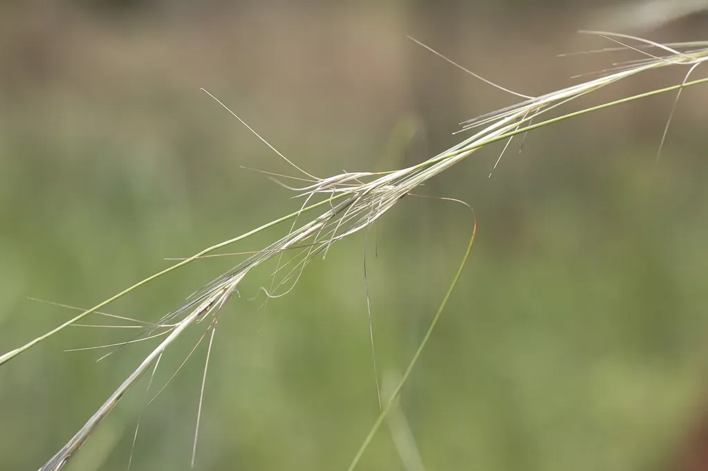 Aristida Pruinosa