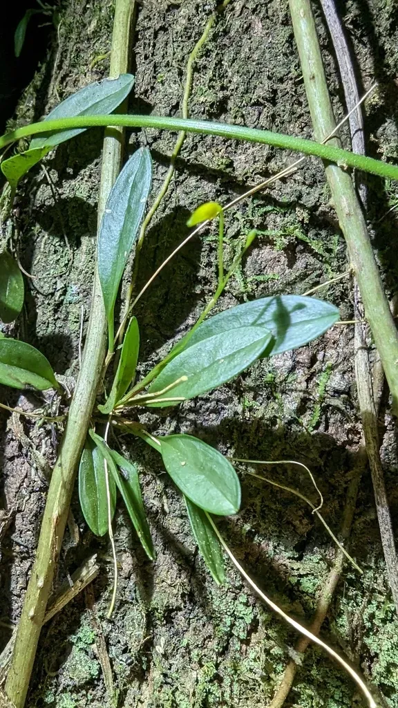 Small Horned Pleurothalis