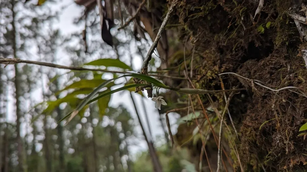 Scaphyglottis Mesocopis
