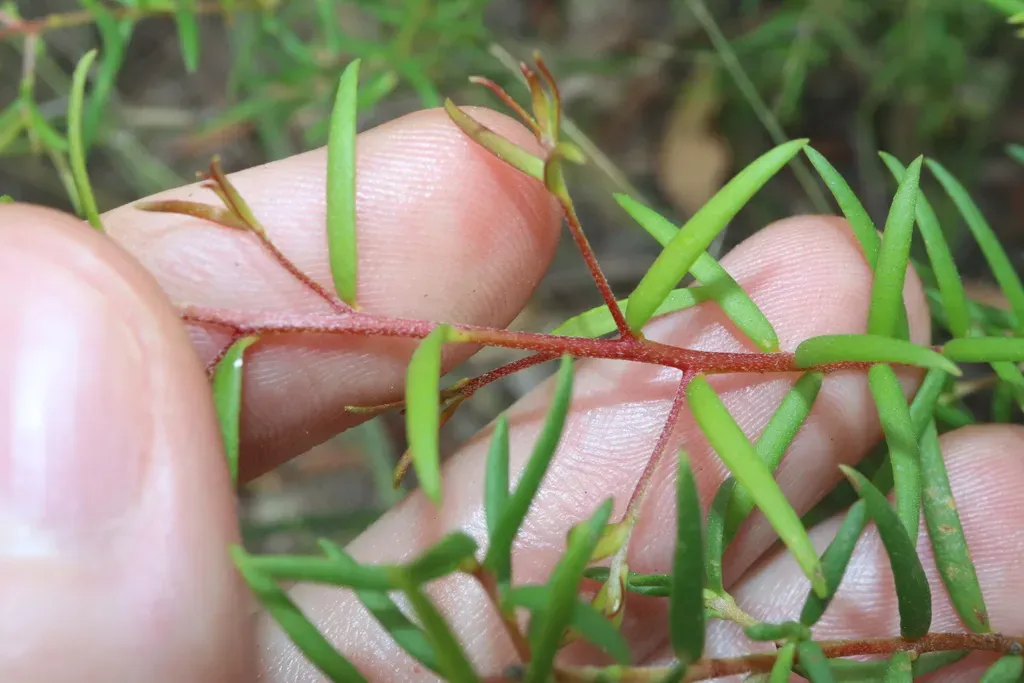 Persoonia Bargoensis