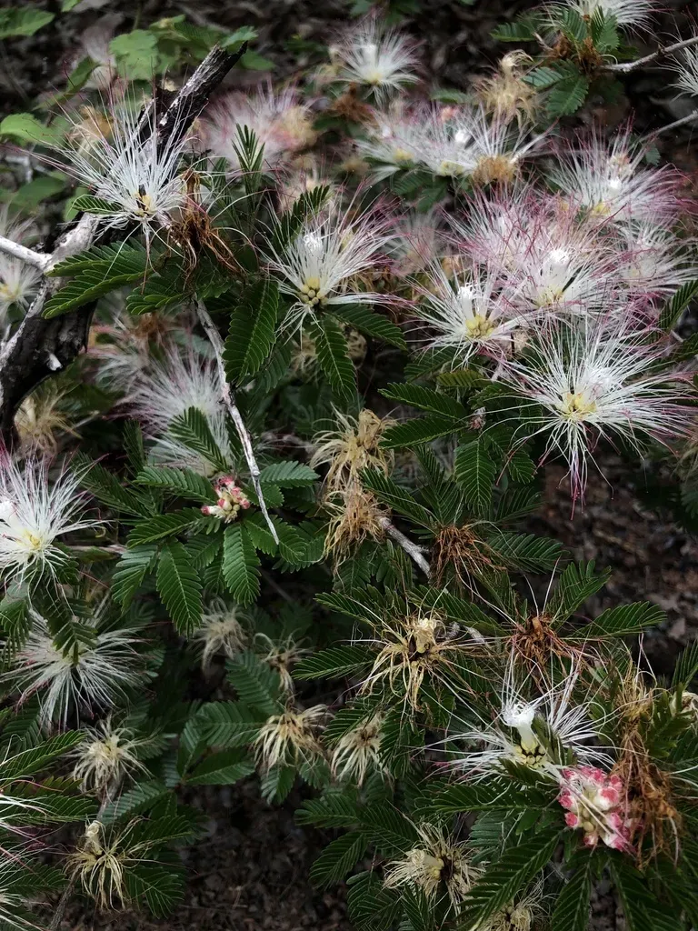 Calliandra Sessilis