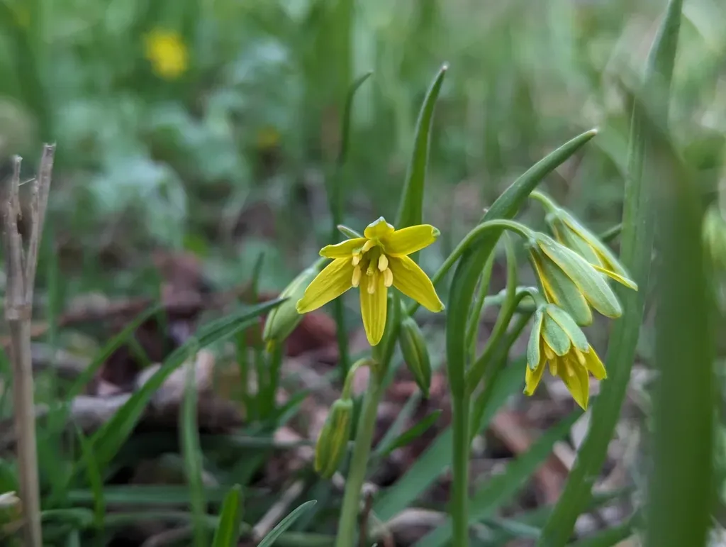 Yellow Star-of-bethlehem