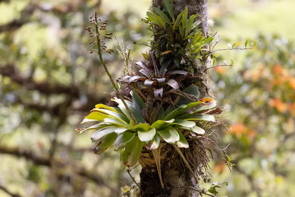 Werauhia Pedicellata