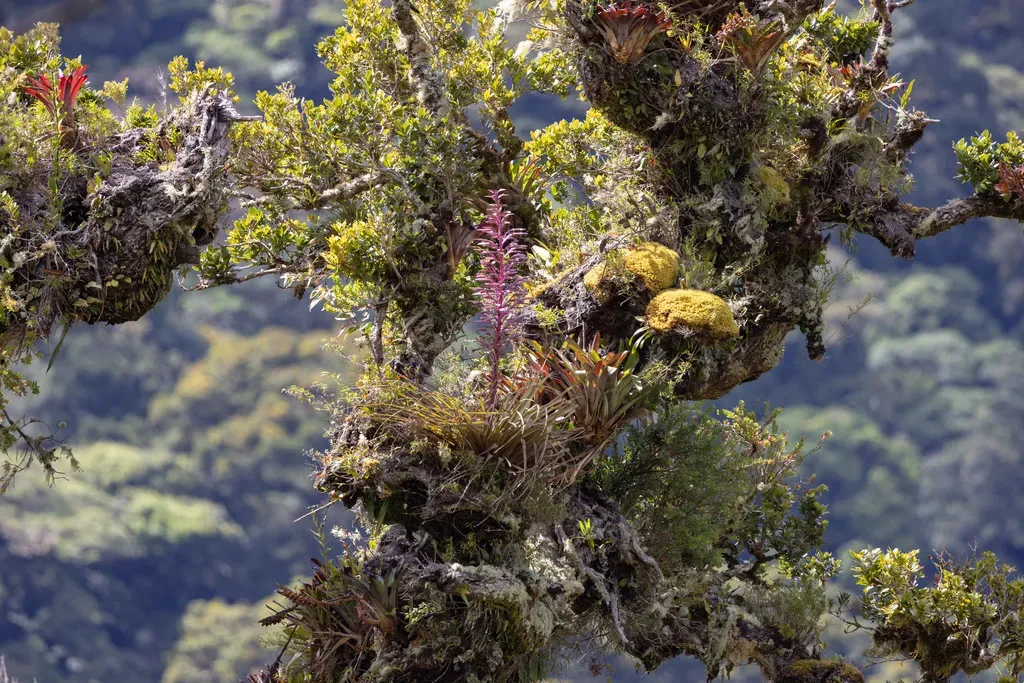 Tillandsia Longifolia