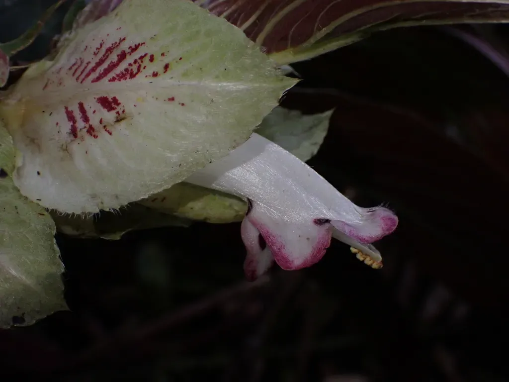 Columnea Medicinalis
