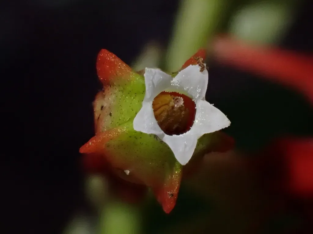 Anthopterus Verticillatus