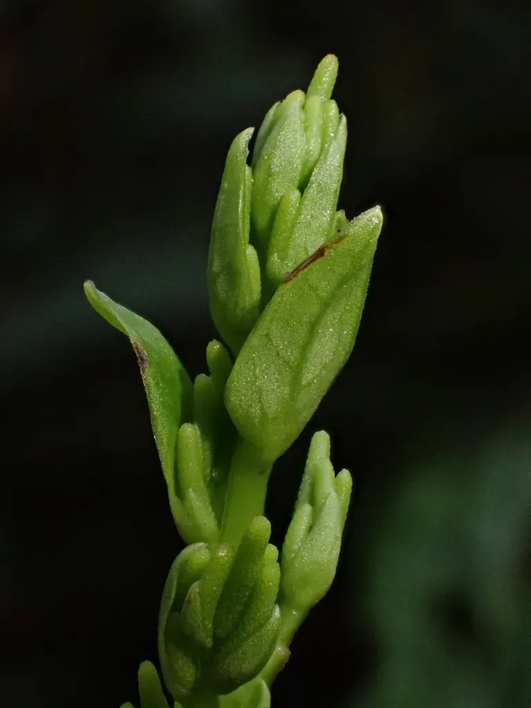 Peperomia Pyramidata