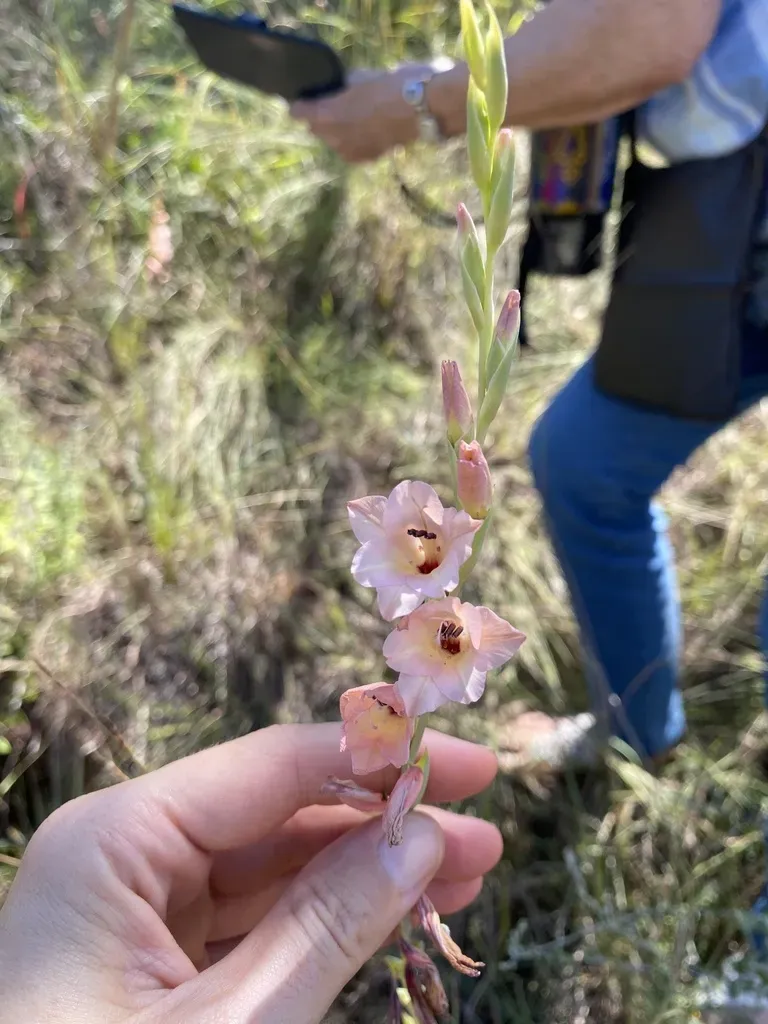 Lowveld Gladiolus