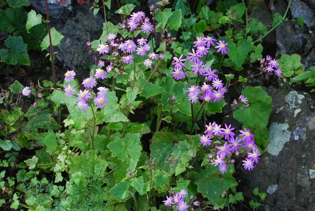 Pericallis Echinata