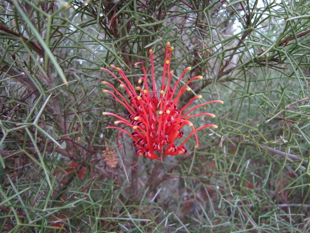 Grevillea Aneura