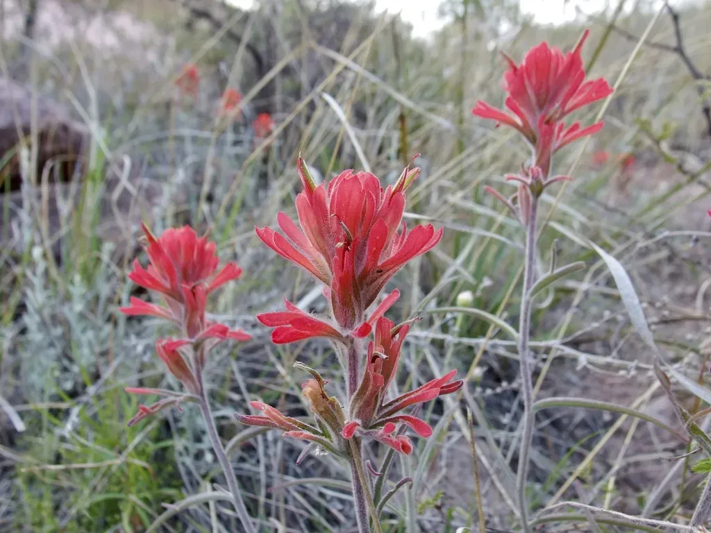 Tomentose Paintbrush