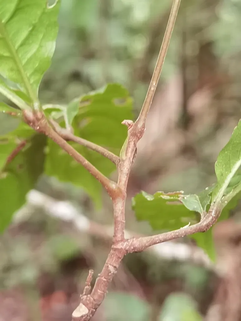 Anthodiscus Chocoensis