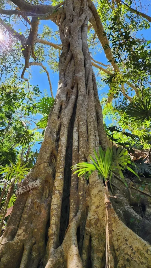Ficus Gigantosyce